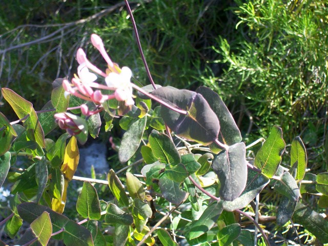 Lonicera implexa
