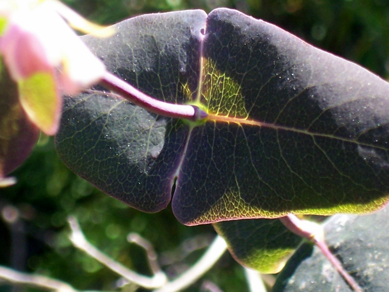 Lonicera implexa