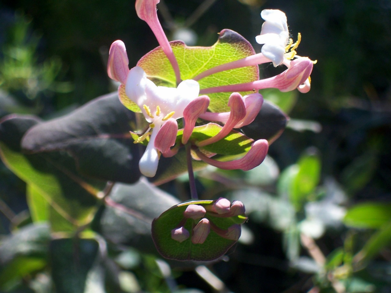 Lonicera implexa