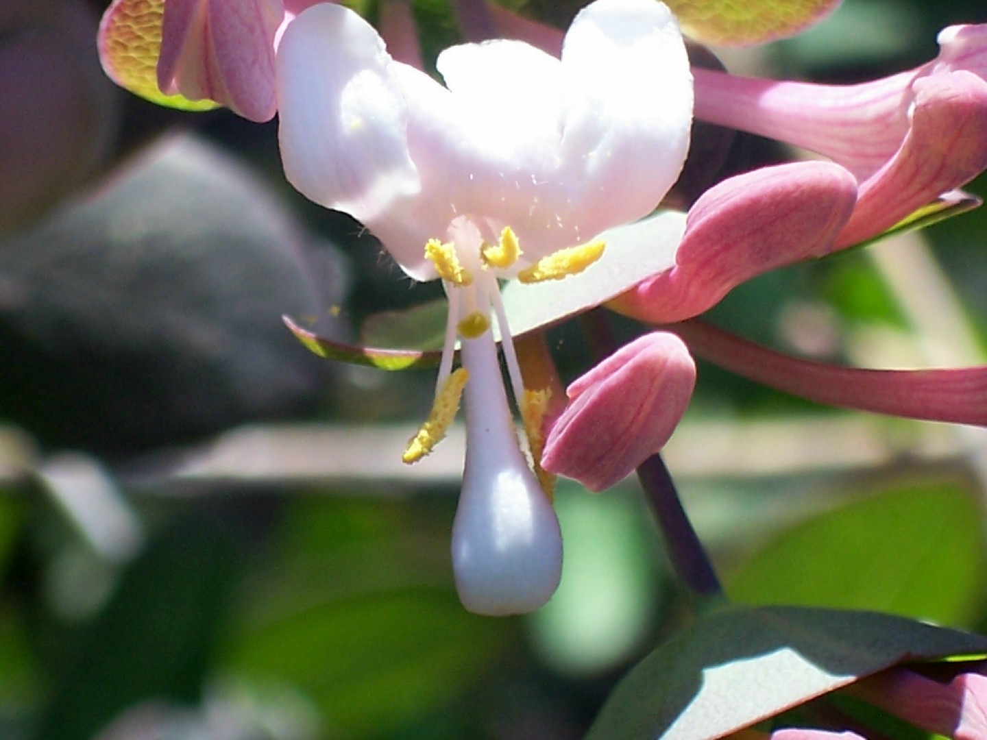 Lonicera implexa