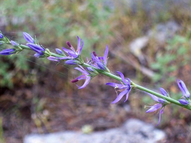 Asyneuma limonifolium / Raponzolo meridionale