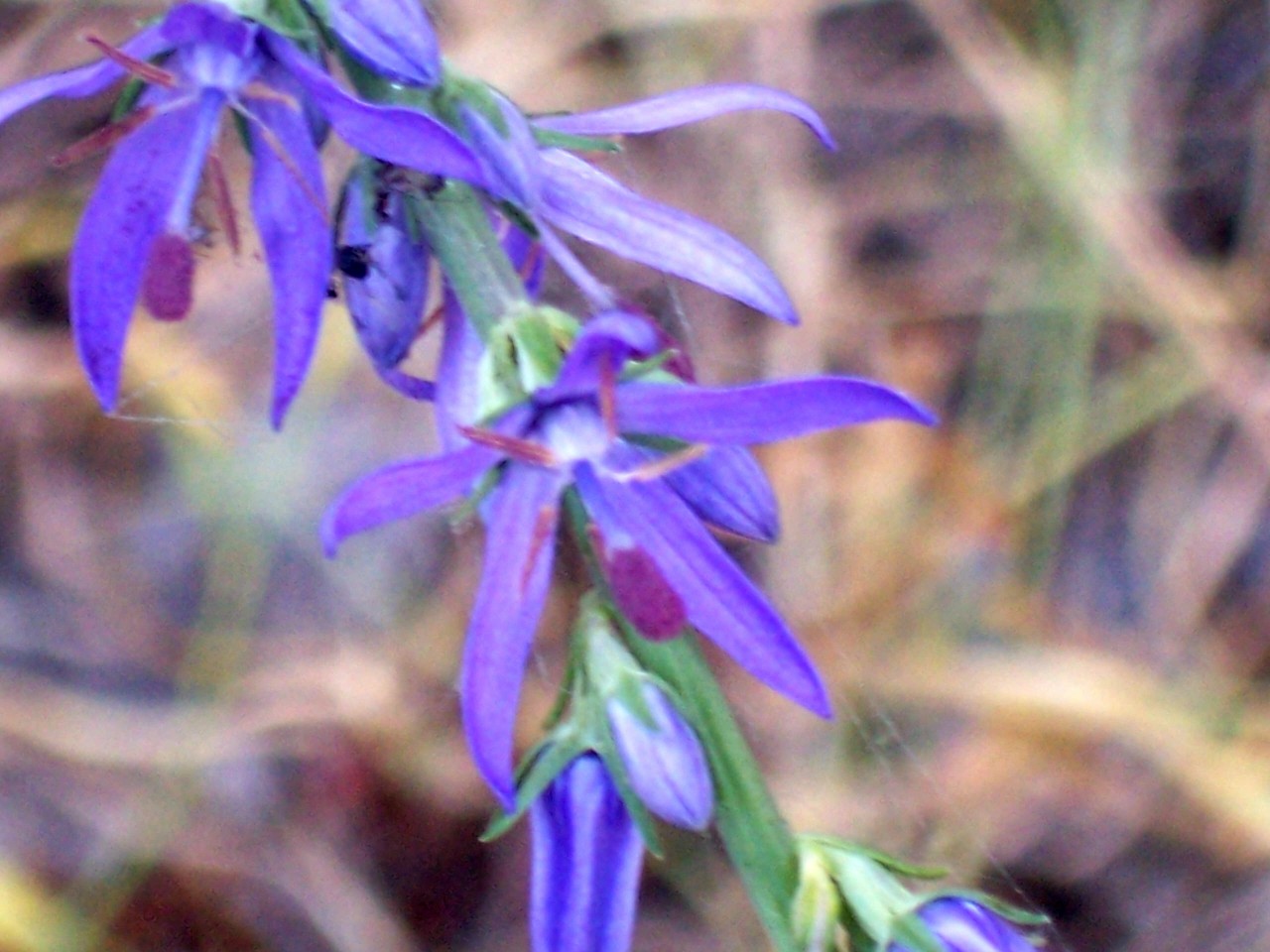 Asyneuma limonifolium / Raponzolo meridionale