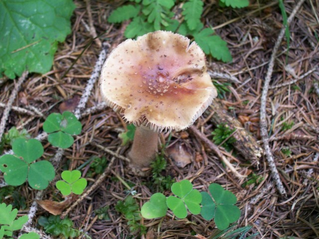 Amanita rubescens