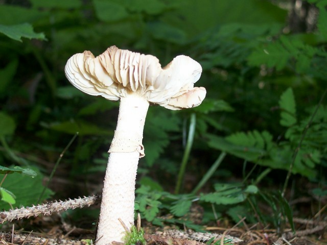 Amanita rubescens