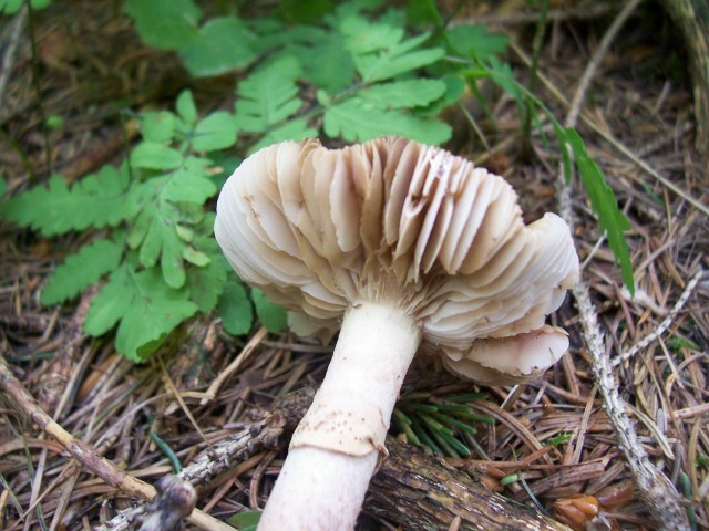 Amanita rubescens