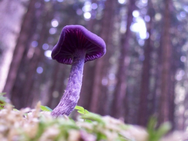 Laccaria amethystina