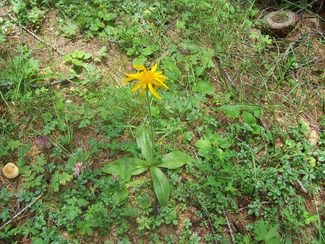 Arnica montana