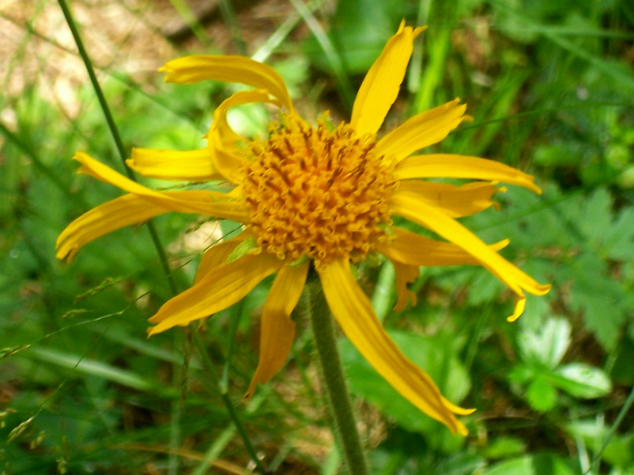 Arnica montana
