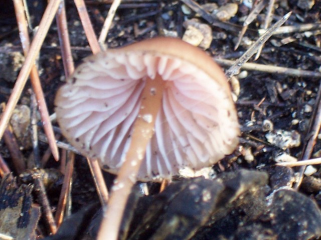 Funghetto su strobilo