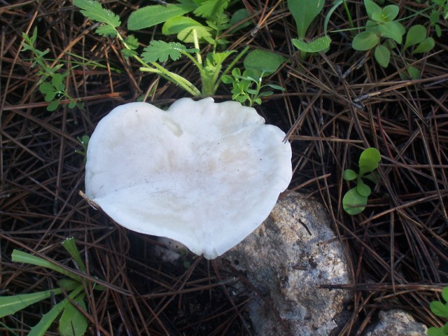 Determinazione (cfr. Clitocybe phyllophila = C. cerussata)
