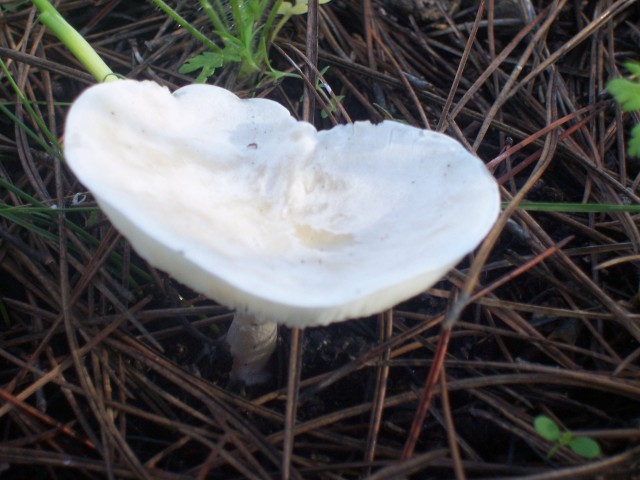 Determinazione (cfr. Clitocybe phyllophila = C. cerussata)