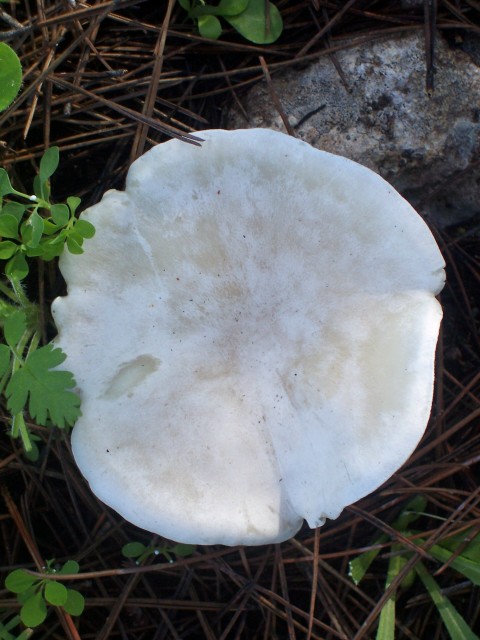 Determinazione (cfr. Clitocybe phyllophila = C. cerussata)