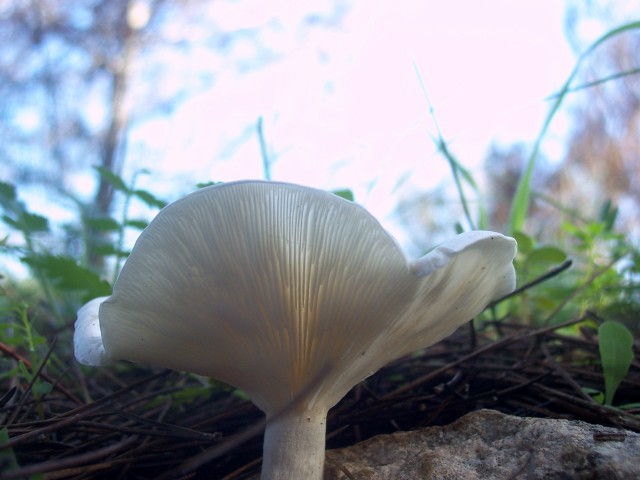 Determinazione (cfr. Clitocybe phyllophila = C. cerussata)