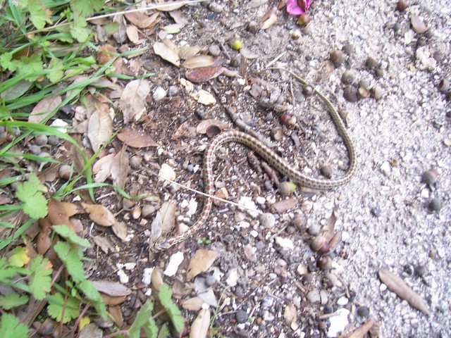 Zamenis situla
