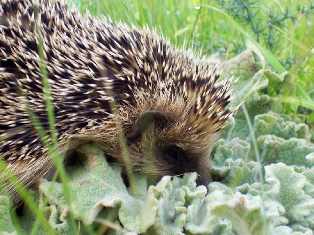 Riccio