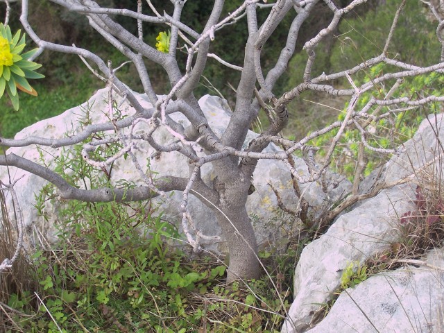 Euphorbia dendroides / Euforbia arborescente