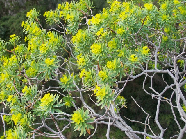 Euphorbia dendroides / Euforbia arborescente