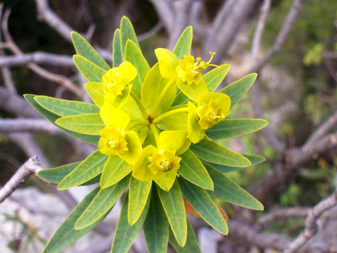 Euphorbia dendroides / Euforbia arborescente