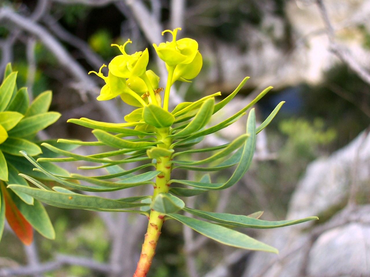 Euphorbia dendroides / Euforbia arborescente