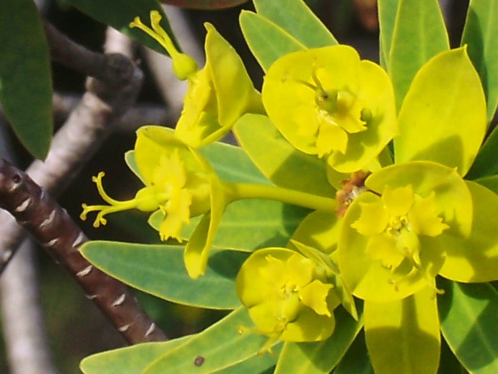 Euphorbia dendroides / Euforbia arborescente