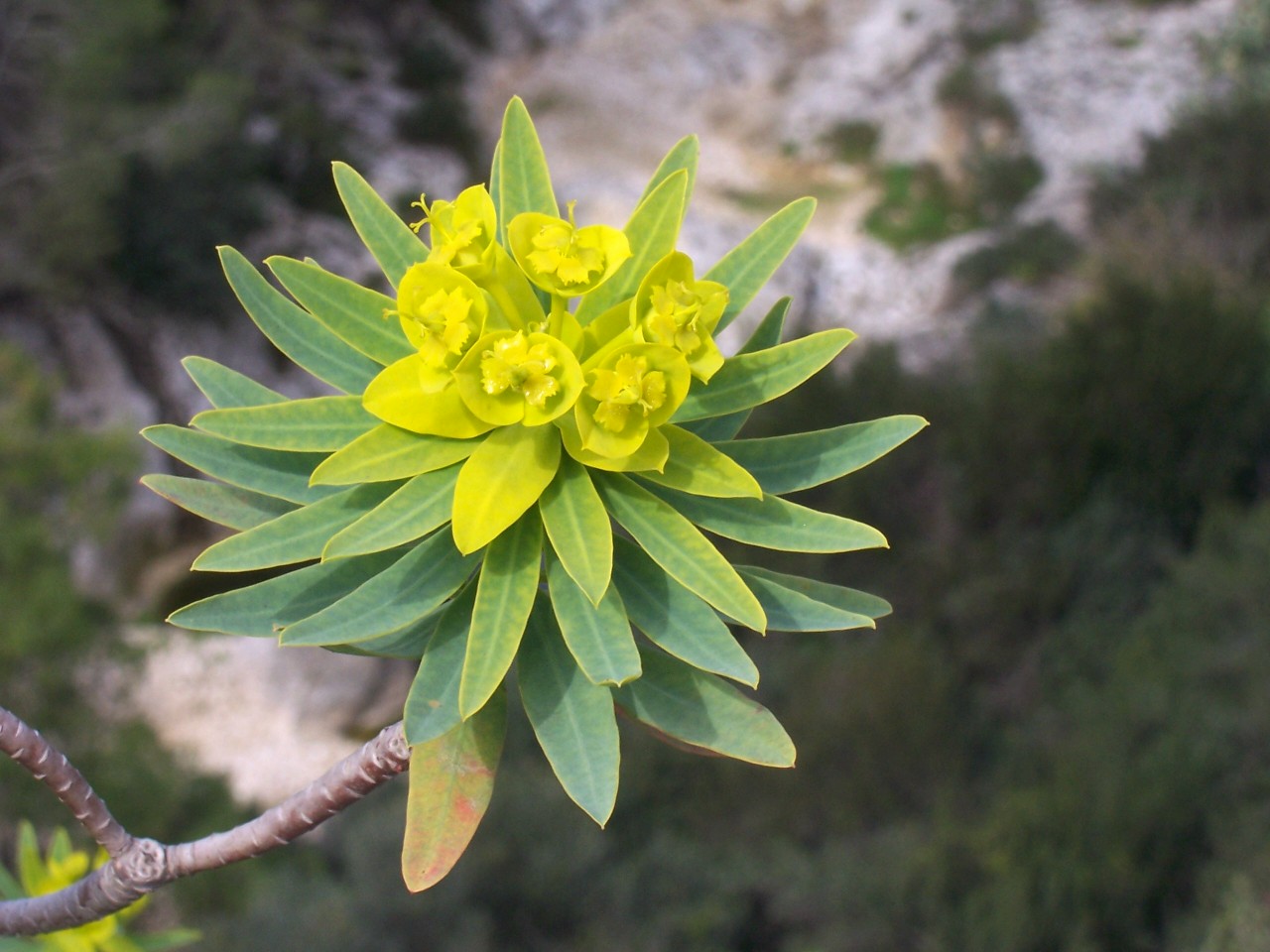 Euphorbia dendroides / Euforbia arborescente