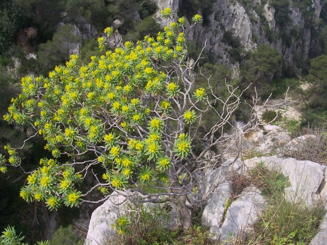 Euphorbia dendroides / Euforbia arborescente