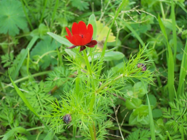Adonis annua?