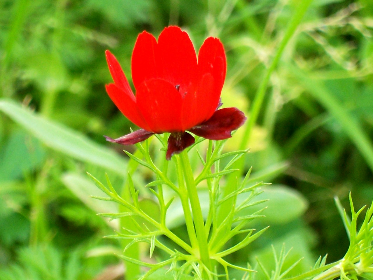 Adonis annua?