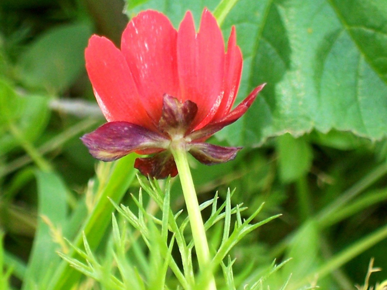 Adonis annua?