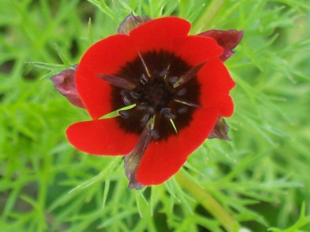Adonis annua?