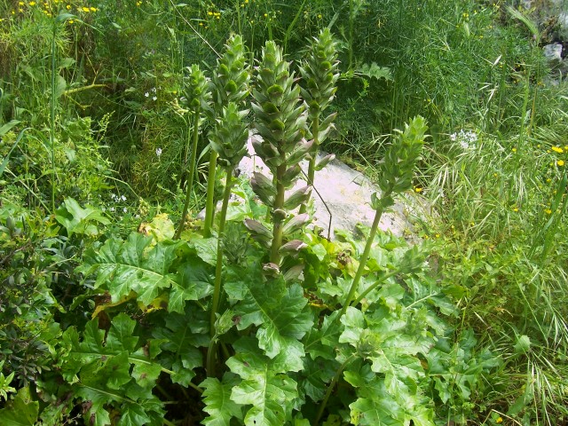 Acanthus mollis