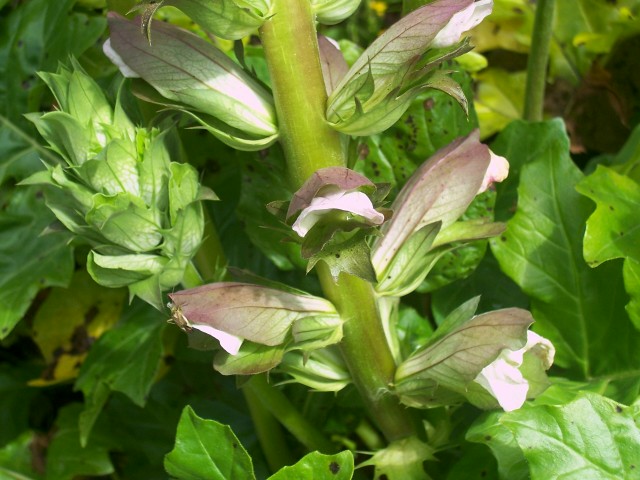 Acanthus mollis