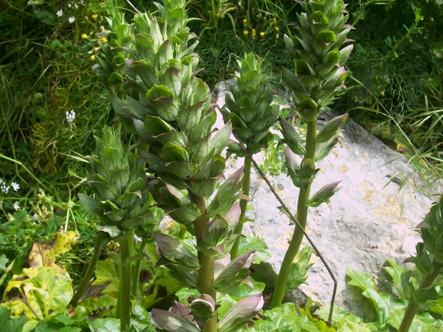 Acanthus mollis