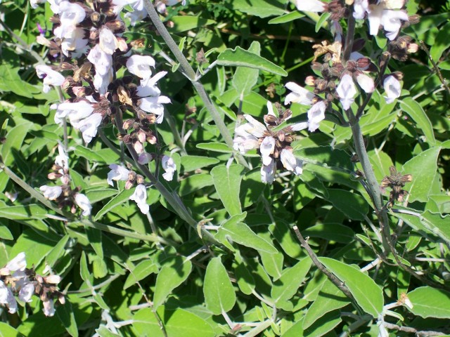 Salvia fruticosa / Salvia triloba