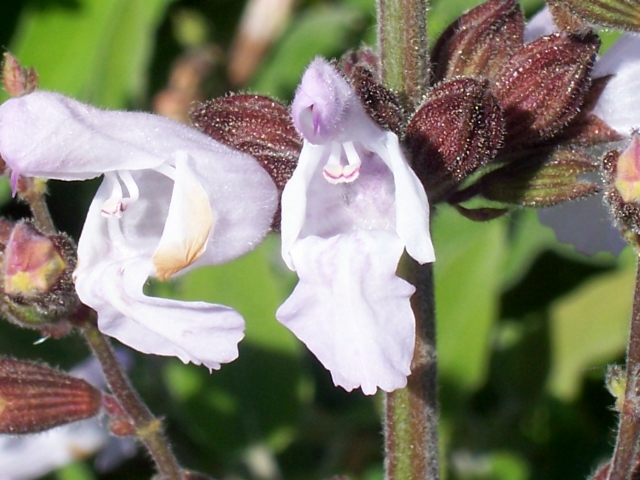 Salvia fruticosa / Salvia triloba