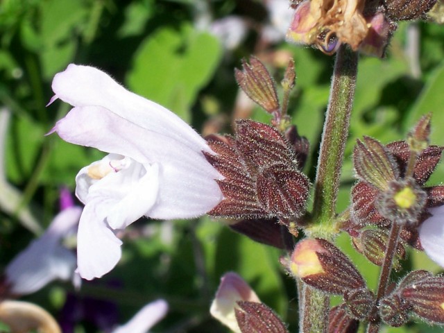 Salvia fruticosa / Salvia triloba