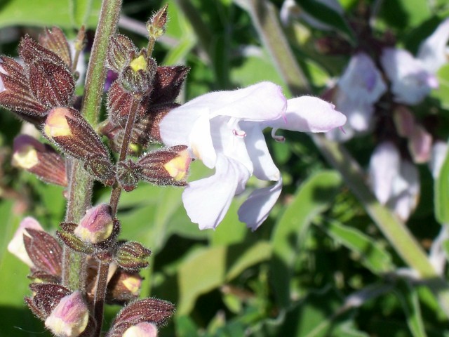 Salvia fruticosa / Salvia triloba