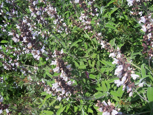 Salvia fruticosa / Salvia triloba