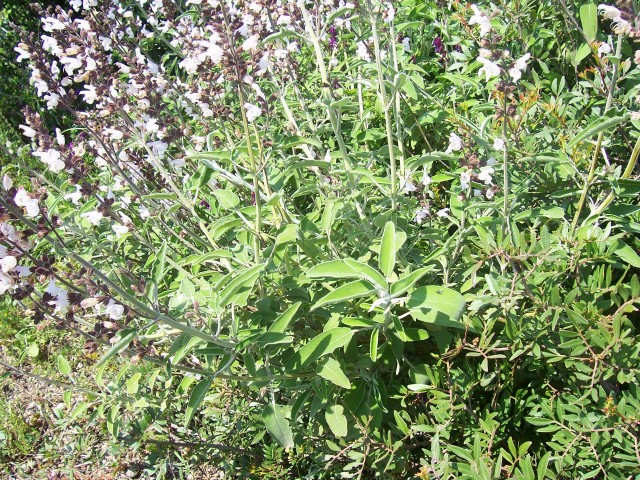 Salvia fruticosa / Salvia triloba