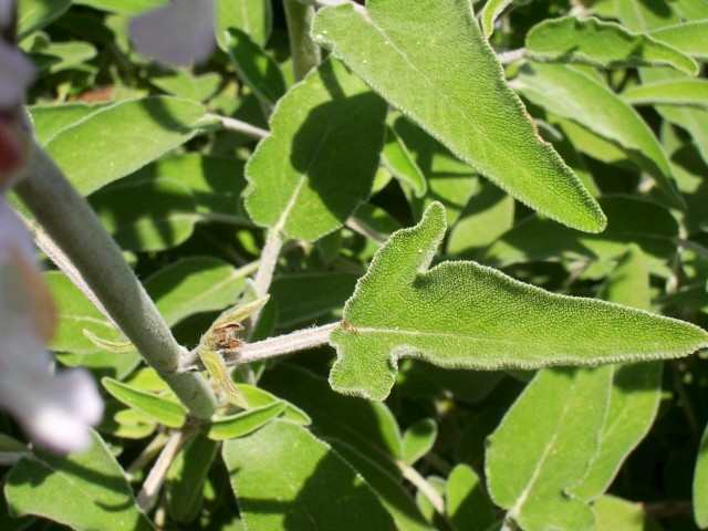 Salvia fruticosa / Salvia triloba