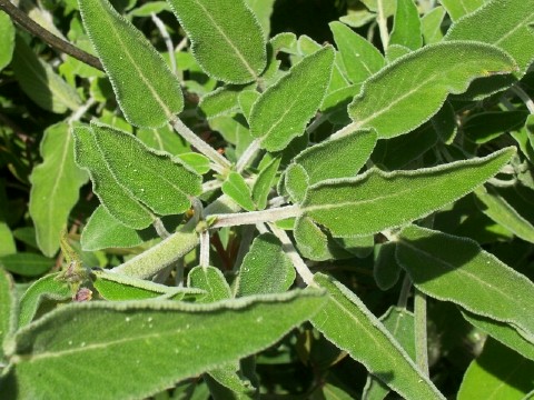 Salvia fruticosa / Salvia triloba