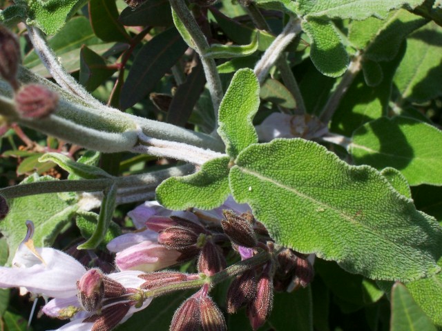 Salvia fruticosa / Salvia triloba