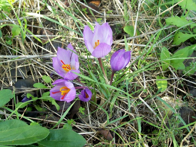 Crocus longiflorus