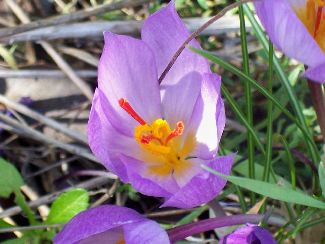 Crocus longiflorus