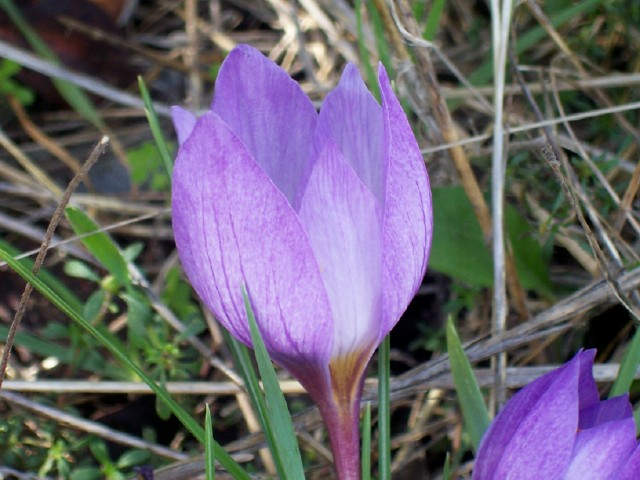 Crocus longiflorus