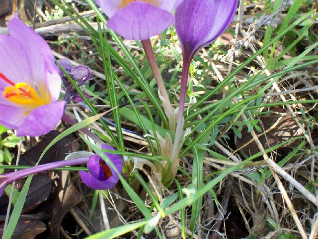 Crocus longiflorus
