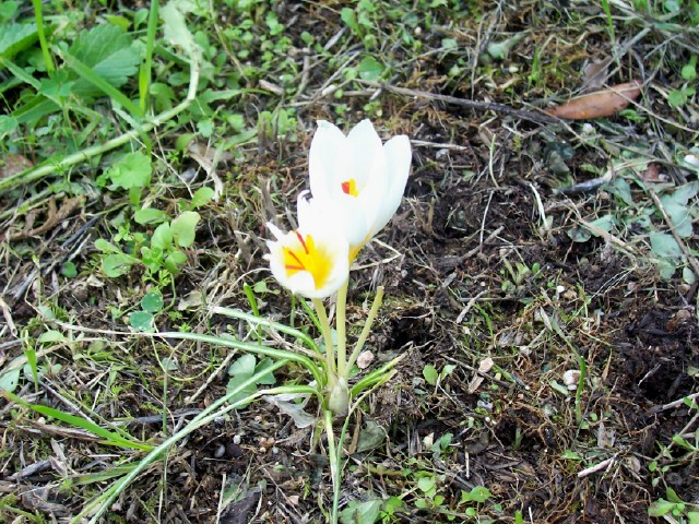 Crocus longiflorus(bianco)?