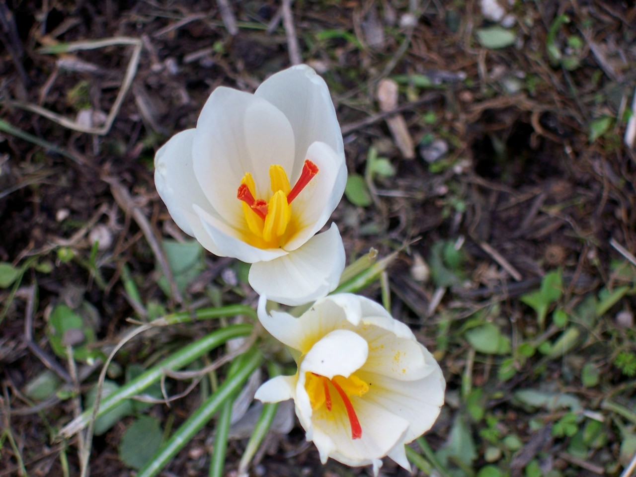 Crocus longiflorus(bianco)?