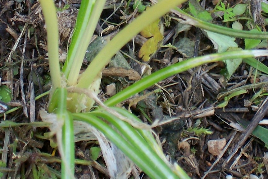 Crocus longiflorus(bianco)?