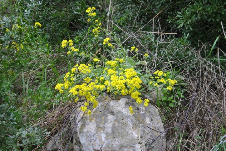 Aurinia saxatilis subsp. megalocarpa (= Alyssum saxatile ) / Alisso sassicolo